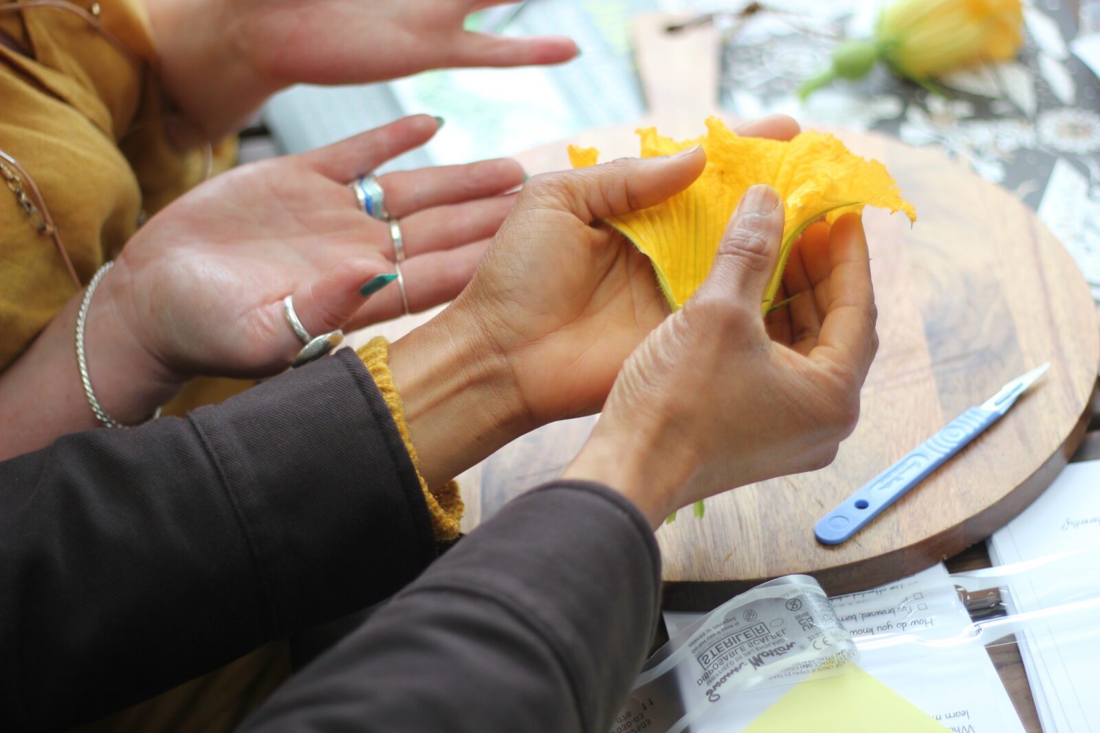 Seed to Seed Pollination Wash House Garden July2025 IMG 1643