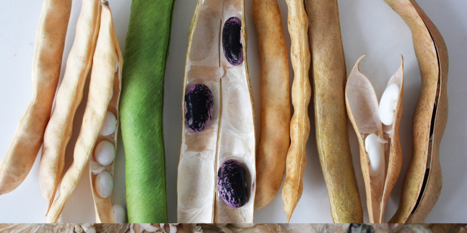 All about beans banner