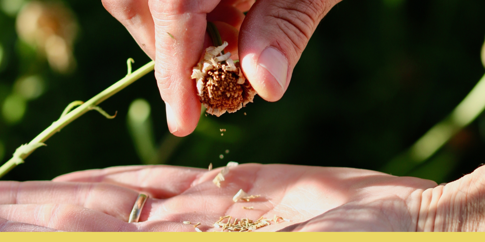 Harvesting crops and saving seeds banner
