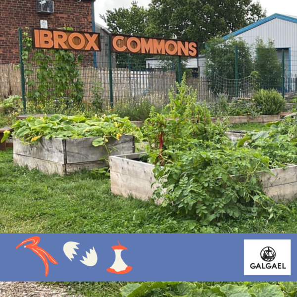 A set of well planted raised beds with an orange sign reading 'Ibrox Commons' in the background. Logo: Galgael