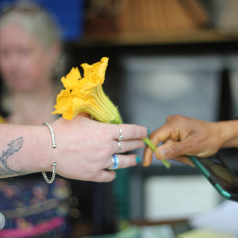 Seed to Seed Pollination Wash House Garden July2025 IMG 1614