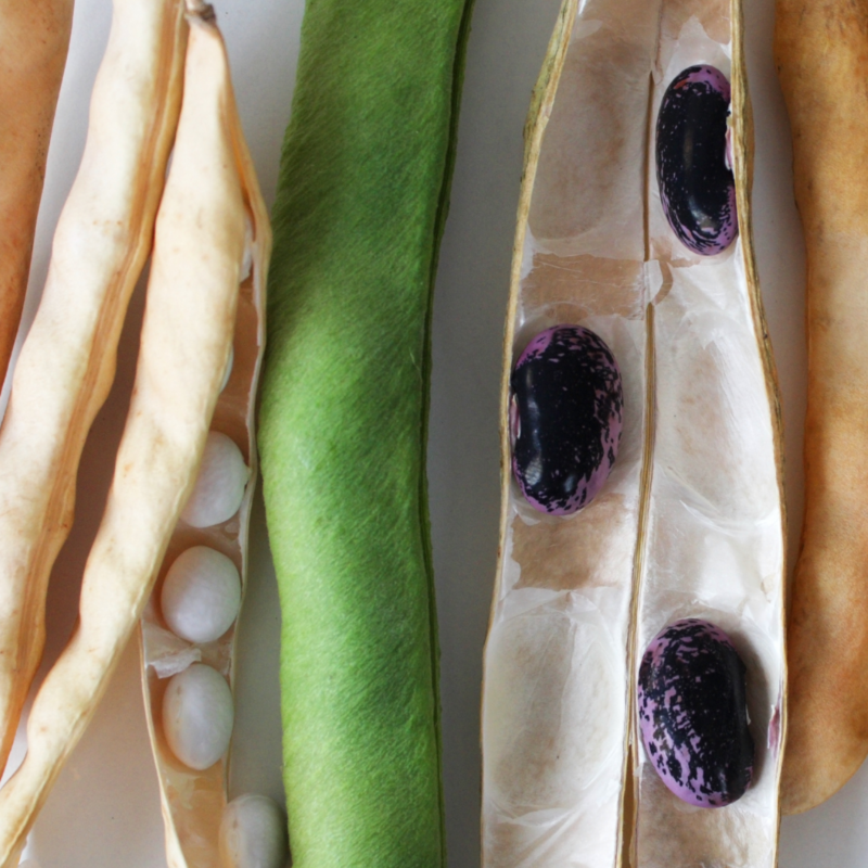 All about beans teaser