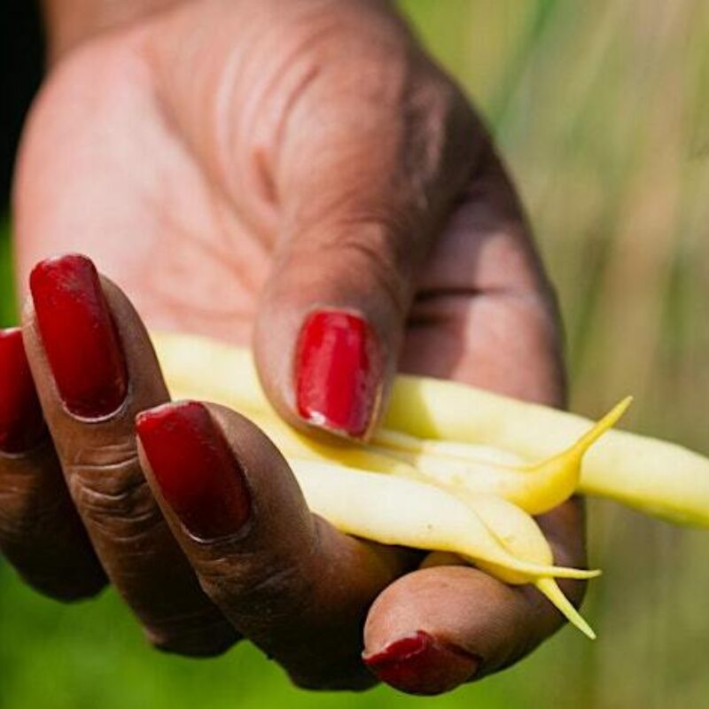photo of a person's hand with long nails painted red and a dark skin tone, holding bean pods.